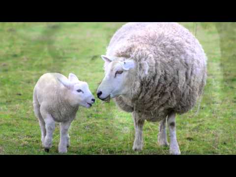 Sheep Sounds and Pictures