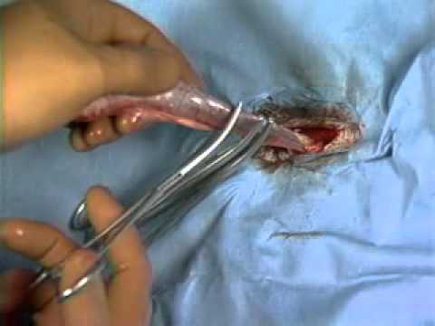 VT 2379 - Canine castration