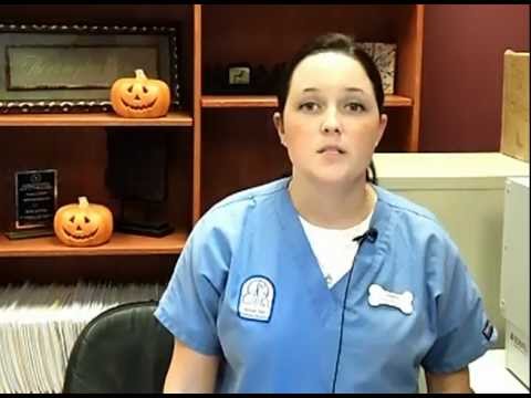 Veterinary Receptionist, career video from drkit.org