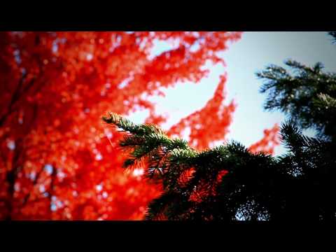 Canon EOS 7D video test - Autumn in Creswell