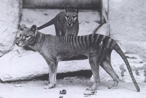 Tracking the Tasmanian Tiger