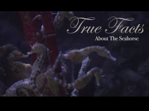 True Facts About The Seahorse