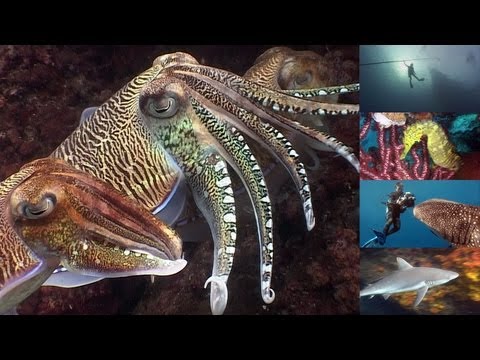 Reef Life of the Andaman (full)