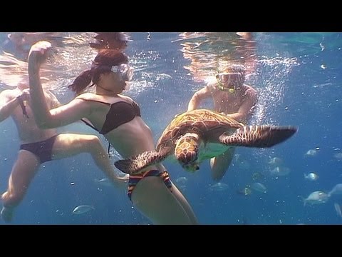 Sea Snakes and Turtles - Reef Life of the Andaman - Part 20