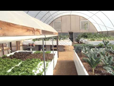 Aquaponics |Austin Aquaponics |Central Texas Gardener