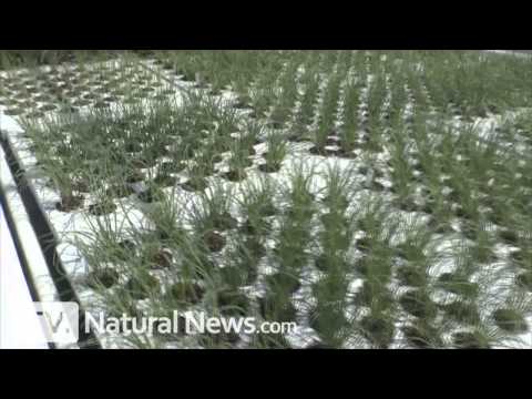 Amazing aquaponics! Health Ranger tours Sand Creek Farm in central Texas