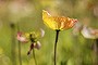 Canberra Times readers Spring photocomp 2013- Jack Gruber- Flowers- life and death.