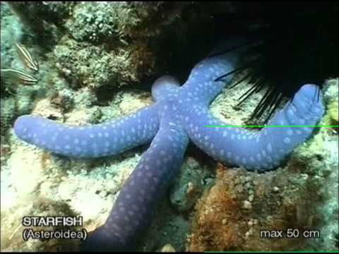 Philippine Marine Life