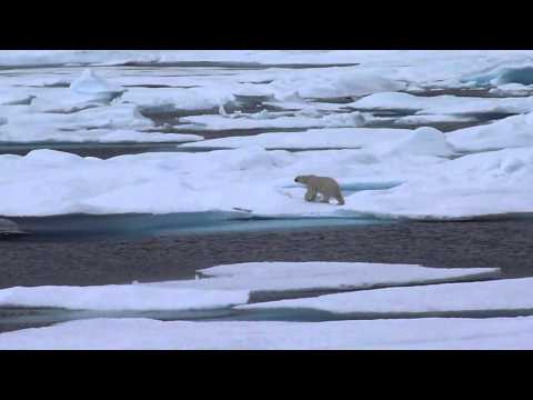 Polar Bear in Beaufort Sea