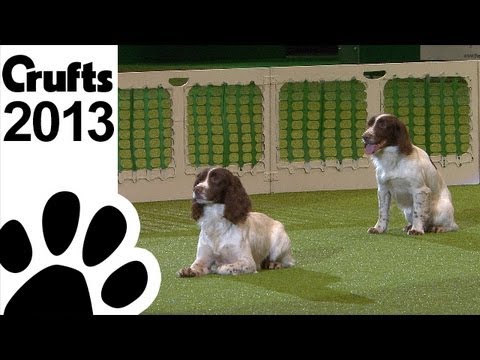 Gundog Display  - Adrian and Caroline Slater - Kipperidge Gundogs - Crufts 2013