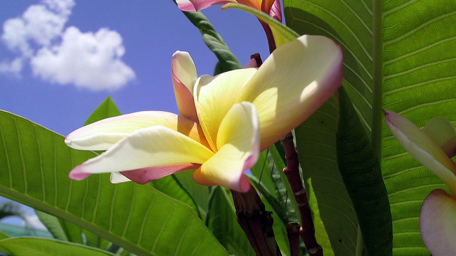 flower　Korat