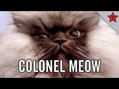 Colonel Meow's Diaries: A Rise to Power