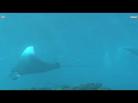 The Hidden - Mantas at Bali (Sea)