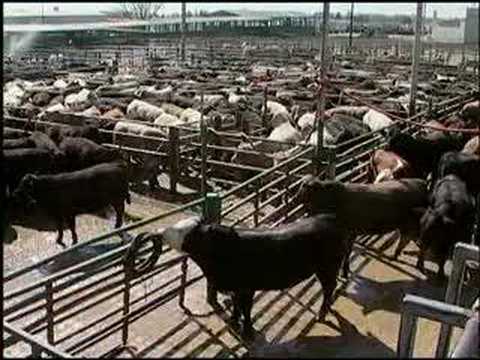 Part 1 of 3:  Humane Animal Handling in the Meat Industry