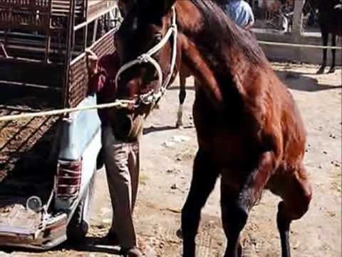 Horse slaughter: Animal cruelty: Largest illegal livestock market in Mexico