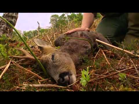 Ray Mears' Bushcraft S01E01 - Aboriginal Britain