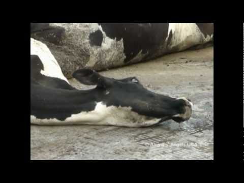 The disgusting treatment of dairy cows and their calves!