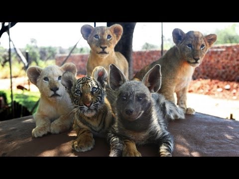 Baby Animals: Baby Lion, Baby Tiger  & Baby Hyena Cub Animal Cuteness!