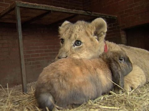 Lion Cub Plays With Dog and Rabbit