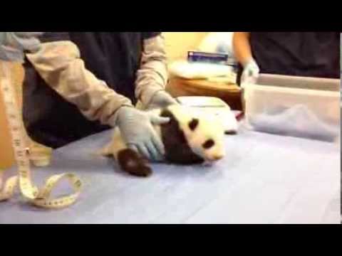 Giant Panda Cub is Almost Eight Weeks Old