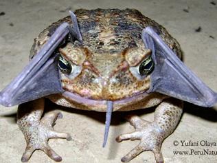 A bizarre ‘bat-toad’ spotted in Peru