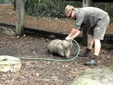 Fatty Wombat wants to play!