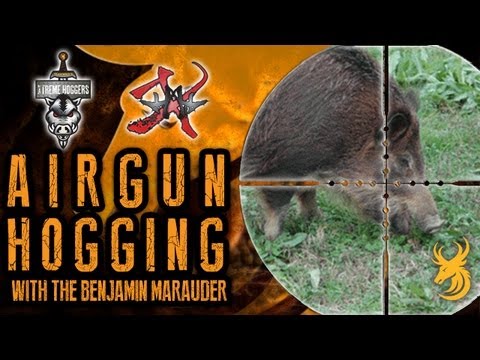 Extreme Airgun Hunting: Hogging with the Benjamin Marauder