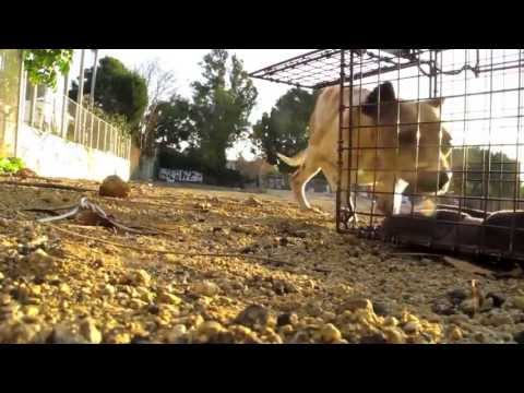 NEW ENDING - An Abused street dogs second chance - Ralph's rescue and rehab.