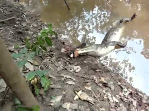 Electric Eel Kills The Alligator - Must See The Alligator Dies