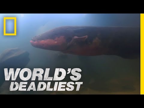 World's Deadliest - Six-Foot Electric Eel