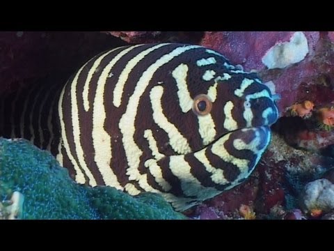 Moray Eels - Reef Life of the Andaman - Part 7