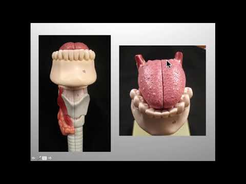 Introduction to Larynx, Pharynx, and Airway Anatomy