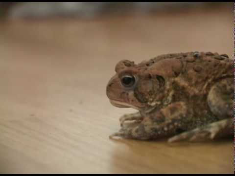 Toad eating lightning bugs