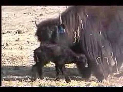 Newborn Tibetan Yak Calf