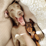Harlow the Weimaraner and Indi the Dachshund Are Best Friends