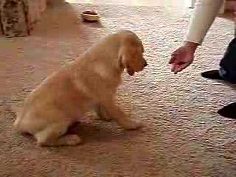 16 week old Yellow Lab Tricks