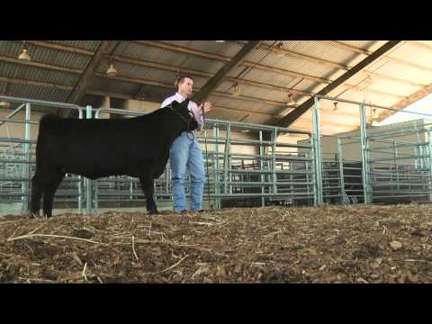 Right from the Start-Beef Cattle