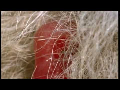 Newborn Baby Grey Kangaroo - Attenborough - Life of Mammals - BBC