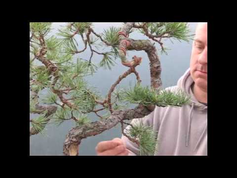 Bonsai Tree Demonstration - Yamadori Scots Pine