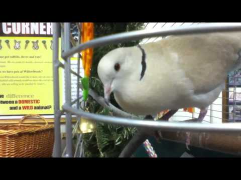 Ring Necked Dove Cooing