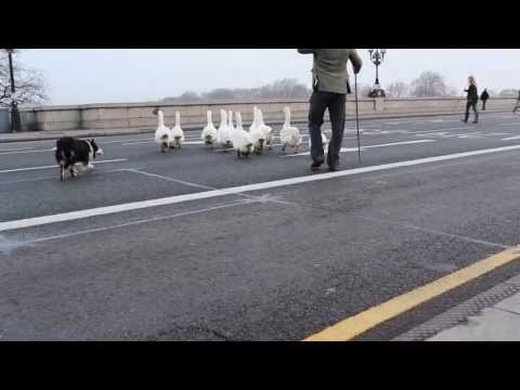 Shepherd drives his geese across Putney Bridge!