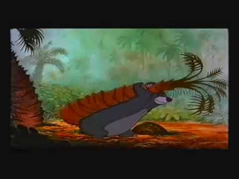 Jungle Book - Wat je van beren leren kan