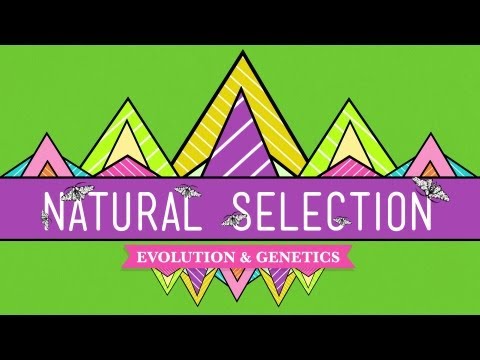 Natural Selection - Crash Course Biology #14