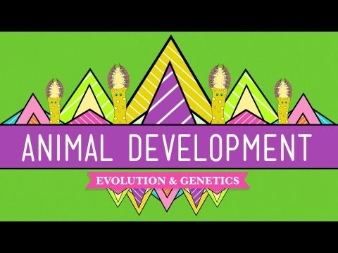 Animal Development: We're Just Tubes - Crash Course Biology #16