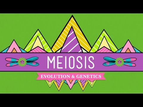 Meiosis: Where the Sex Starts - Crash Course Biology #13