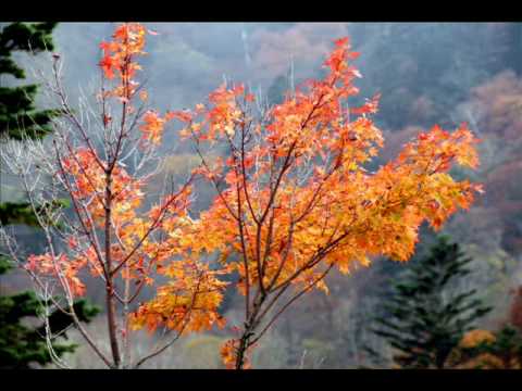 Sakura - Japanese Folk Music