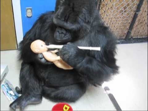 Gorilla Novel Vocalizations:  Koko Blows into a Recorder and a Harmonica