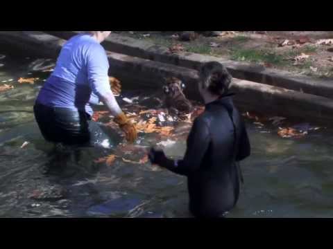 Tiger Cub Swim Test