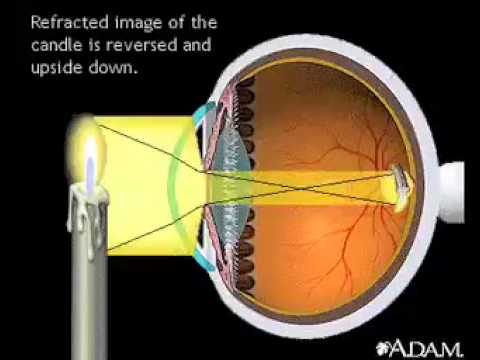 Physiology of the Eye