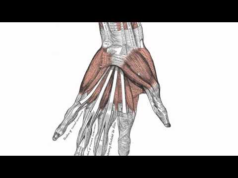 Muscles of the Hand - Anatomy Tutorial